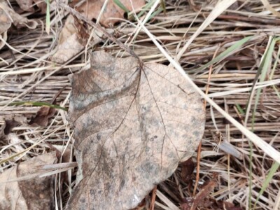 Paulovnija i miskantus