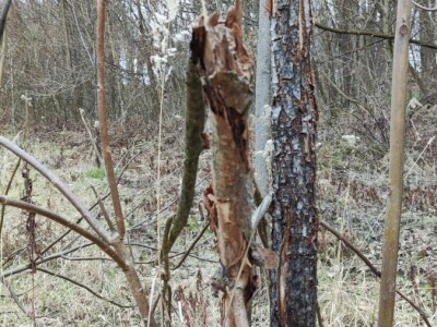 Paulovnija i miskantus