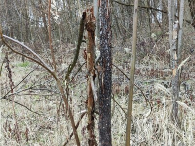 Paulovnija i miskantus