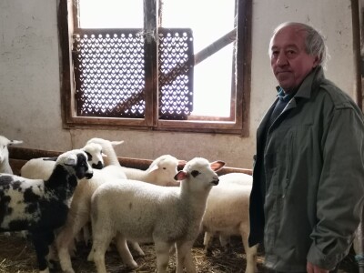 Dimitrijevići sa plemenitih prešli na domaću rasu Dimitrijevići sa plemenitih prešli na domaću rasu