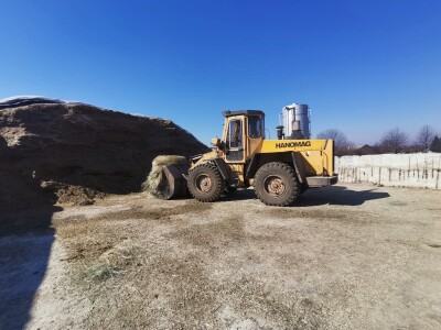 Farma krava Butmir - HF pasmina