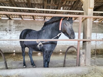 Farma krava Butmir - HF pasmina