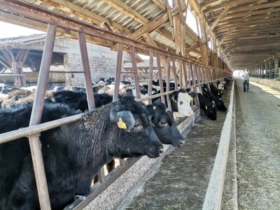 Farma krava Butmir - HF pasmina