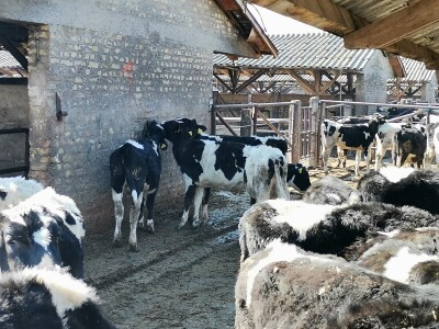 Farma krava Butmir - HF pasmina