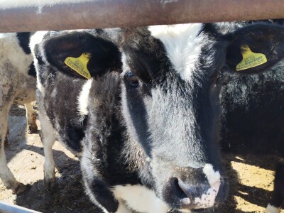 Farma krava Butmir - HF pasmina