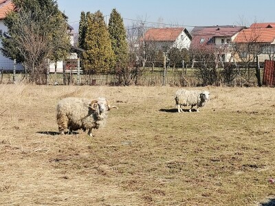 Farma krava Butmir - HF pasmina