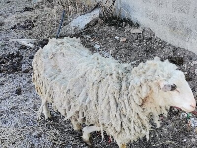 Farma krava Butmir - HF pasmina