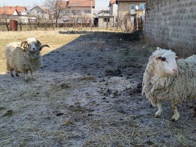 Farma krava Butmir - HF pasmina