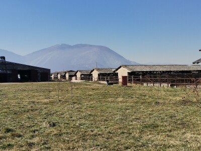 Farma krava Butmir - HF pasmina