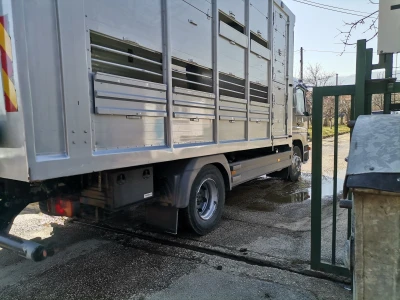Farma krava Butmir - HF pasmina
