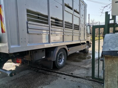 Farma krava Butmir - HF pasmina