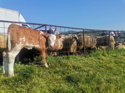 Stočna pijaca u Sarajevu