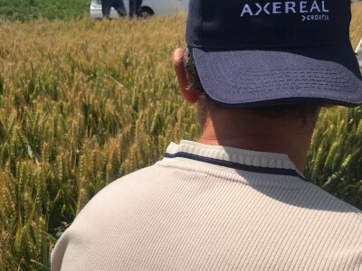 Dan polja pšenice tvrtke Axereal Croatia