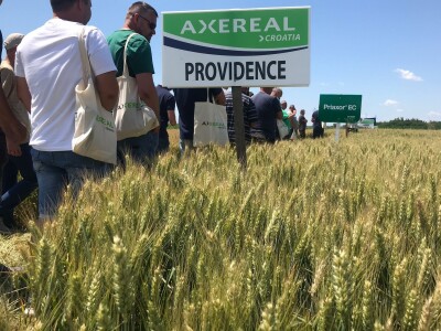 Dan polja pšenice tvrtke Axereal Croatia