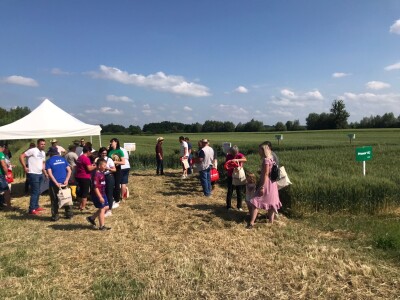 Dan polja pšenice tvrtke Axereal Croatia