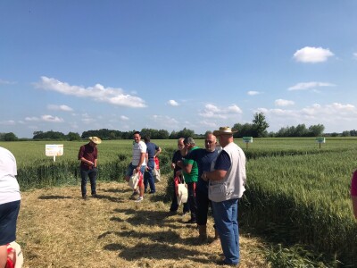 Dan polja pšenice tvrtke Axereal Croatia