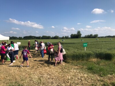 Dan polja pšenice tvrtke Axereal Croatia