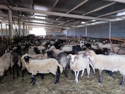 Farma ovaca u selu Nunić