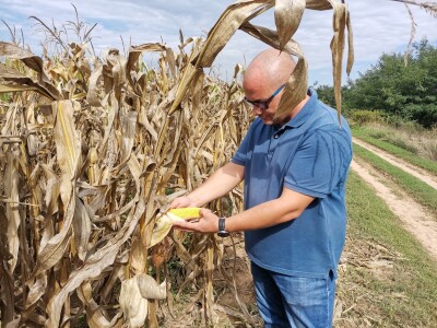 Suša ostavila traga na kukuruzu Suša ostavila traga na kukuruzu