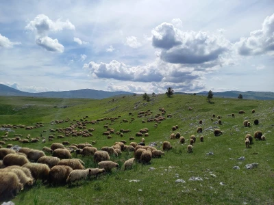 Farma koza Duvno