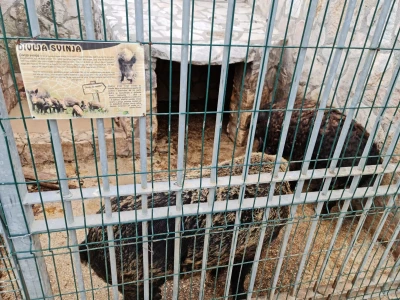 Farma koza Duvno