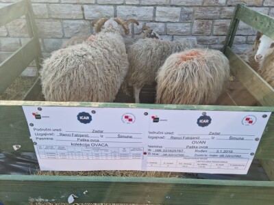 21. Izložba paške ovce i paškog sira uz 6. Sajam hrvatskih zaštićenih proizvoda