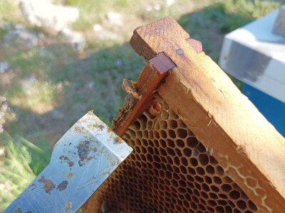 Prva specijalizirana konferencija na temu propolisa i zdravlja