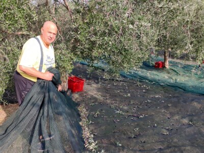 Započela berba maslina u zadarskom području