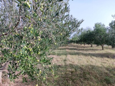 Započela berba maslina u zadarskom području
