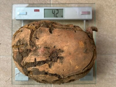 Nikica Beader uzgojio batat od 4,2 kilograma