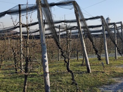 Rezidba voća Rezidba voća