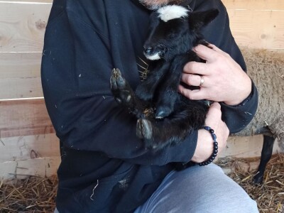 OPG Adanić OPG Adanić