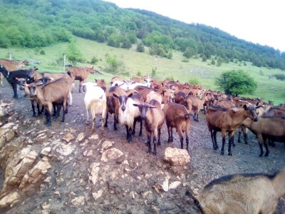 Farma koza u mjestu Šujice kod Livna