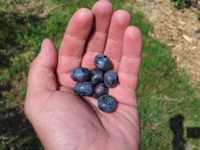 Berba borovnica Berba borovnica