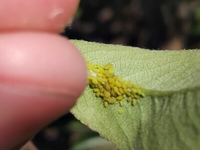 Lisne uši na kruškama