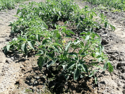 Zadruga Pontes Salutis navodnjava površine na kojima uzgaja rajčice za koprivničku Podravku