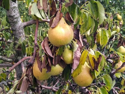 Sušenje listova na kruškama