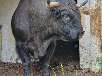 Farma škotskih visinskih goveda kod Jajca