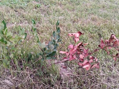 Plamenjača borovnica Plamenjača borovnica