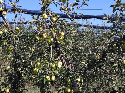 Čuvanje plodova jabuka Čuvanje plodova jabuka