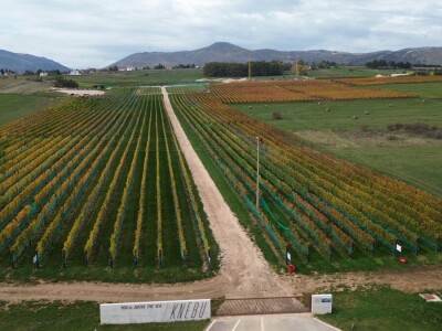ZAVRŠENA BERBA GROŽĐA U TOMISLAVGRADU NA 965 M N/V