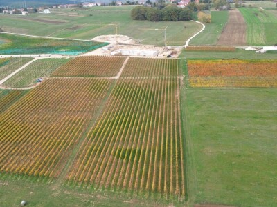 ZAVRŠENA BERBA GROŽĐA U TOMISLAVGRADU NA 965 M N/V