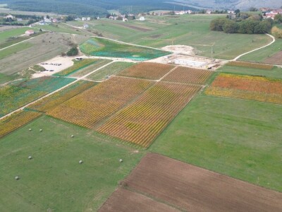 ZAVRŠENA BERBA GROŽĐA U TOMISLAVGRADU NA 965 M N/V