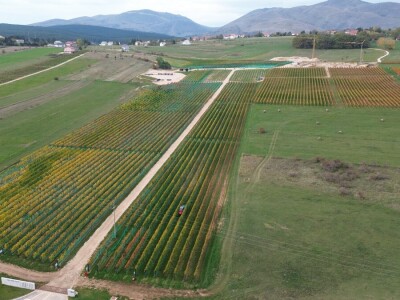 ZAVRŠENA BERBA GROŽĐA U TOMISLAVGRADU NA 965 M N/V
