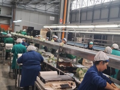 Otkup voća i povrća u Italiji