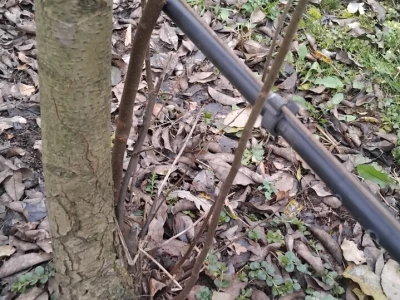 Izdanci iz dunje kao podloge krušaka
