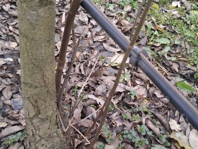 Izdanci iz dunje kao podloge krušaka