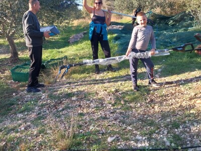 Na OPG-u Jakelić masline su obiteljska radost