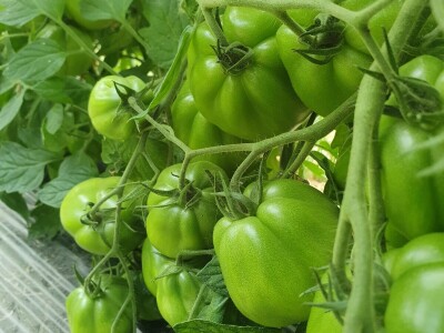 EOPG Knezić Lepa Ves Donja Stubica