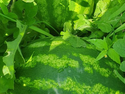 EOPG Knezić Lepa Ves Donja Stubica